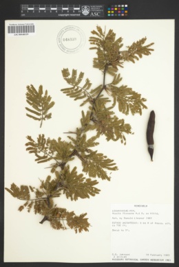 Image of Prosopis flexuosa