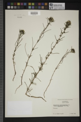 Calycadenia multiglandulosa subsp. cephalotes image