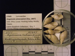 Stagnicola catascopium image