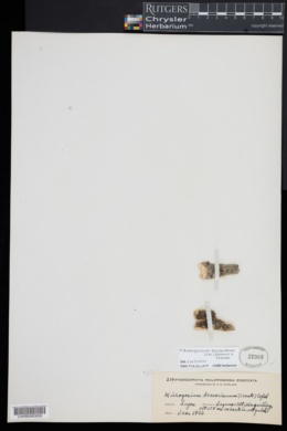 Didymoglossum beccarianum image