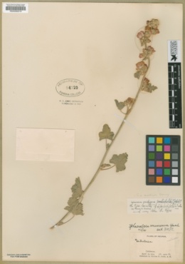 Sphaeralcea ambigua subsp. monticola image