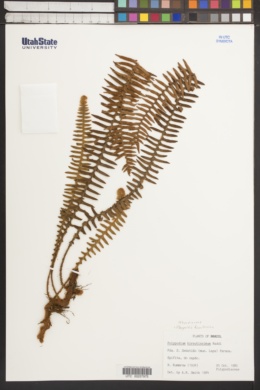 Image of Pleopeltis hirsutissima