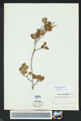 Cercocarpus douglasii image