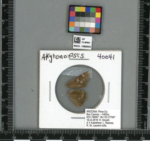 Atrytonopsis image
