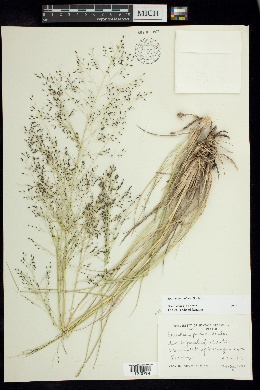 Sporobolus palmeri image