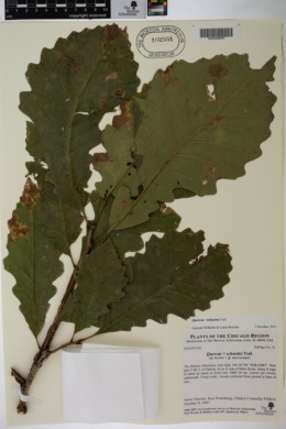 Quercus × schuettei image