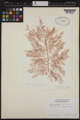 Delisea elegans image