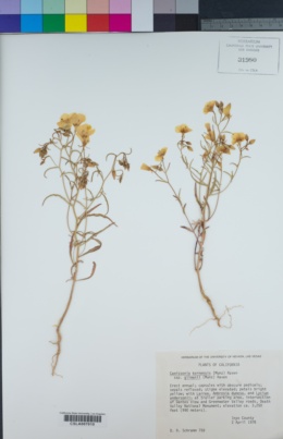 Camissonia kernensis image