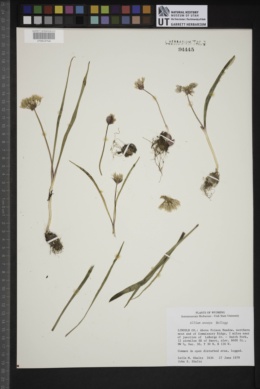 Allium anceps image