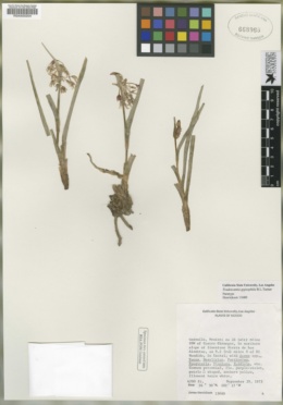 Image of Tradescantia gypsophila