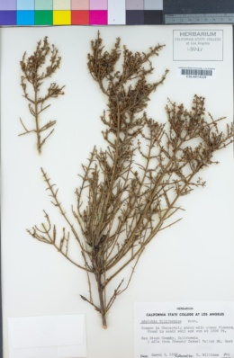 Adolphia californica image