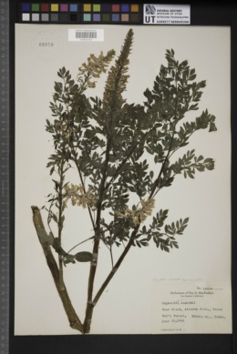 Corydalis caseana subsp. cusickii image