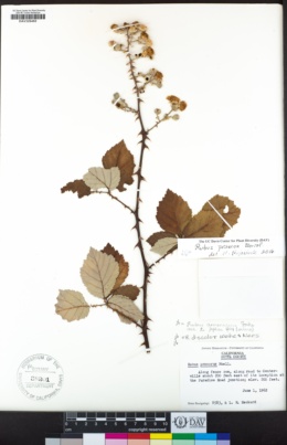 Rubus praecox image