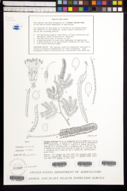 Image of Prosopis articulata