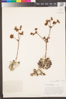 Eriogonum grande subsp. rubescens image