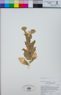 Image of Geraea viscida