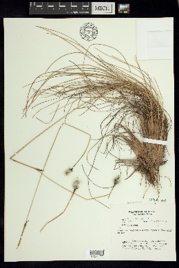 Eriophorum vaginatum subsp. vaginatum image