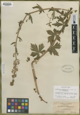 Aconitum helleri image