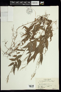 Ichnanthus axillaris image