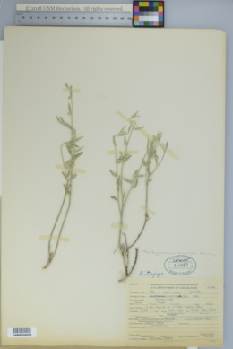 Image of Argythamnia sericophylla