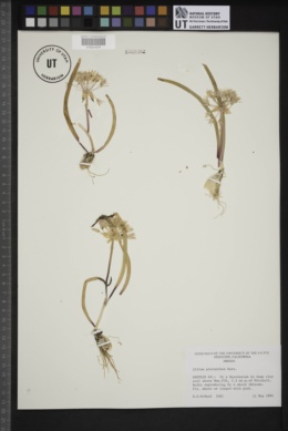 Allium pleianthum image