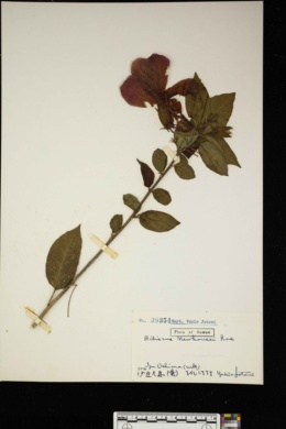 Image of Hibiscus clayi