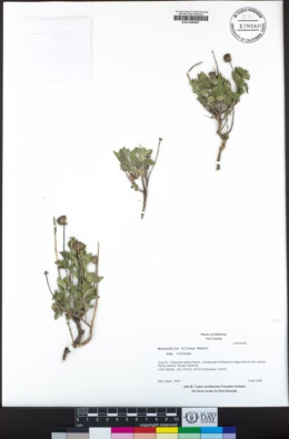 Monardella villosa subsp. villosa image