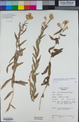 Eucephalus tomentellus image
