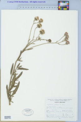Image of Palafoxia lindenii