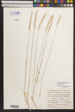 Image of Koeleria cristata