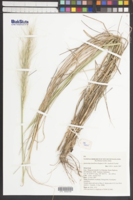 Austrostipa densiflora image