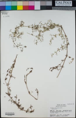 Image of Galium asprellum