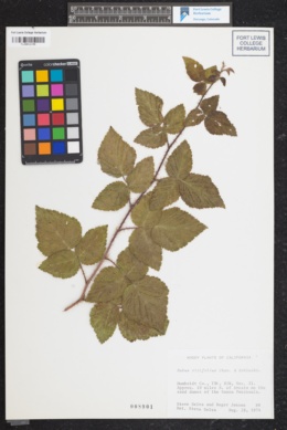 Rubus vitifolius image
