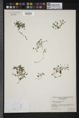 Trifolium monanthum var. monanthum image