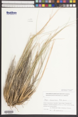 Image of Stipa canescens