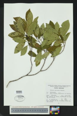 Image of Chione mexicana