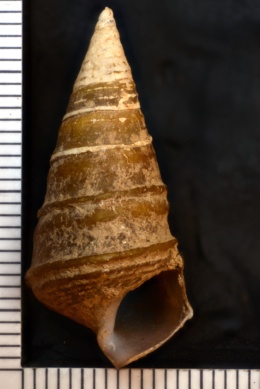 Image of Pleurocera