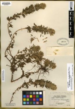 Orthocarpus longispicatus image