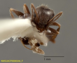Lasius niger image