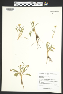 Ranunculus oreogenes image