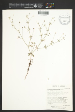 Eriogonum pharnaceoides var. pharnaceoides image