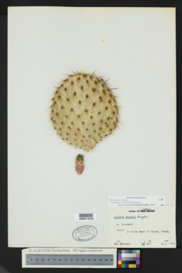 Opuntia strigil image
