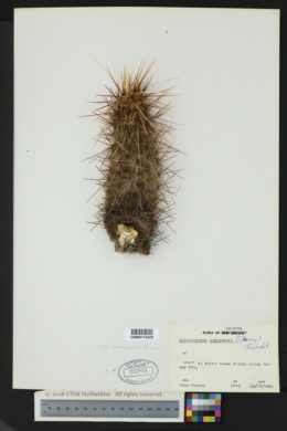 Echinocereus engelmannii var. acicularis image