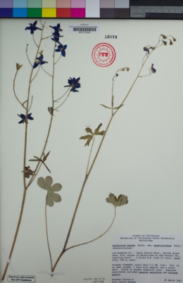 Delphinium patens subsp. hepaticoideum image