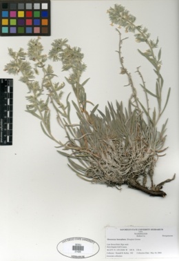 Image of Oreocarya leucophaea