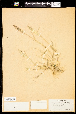 Polypogon littoralis image