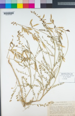 Image of Astragalus egglestonii