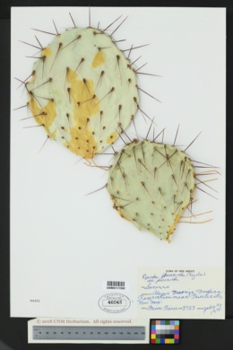 Opuntia phaeacantha var. phaeacantha image