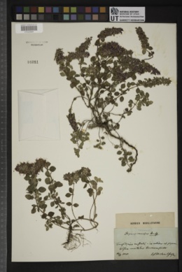 Thymus comosus image