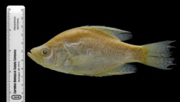 Pomoxis nigromaculatus image
